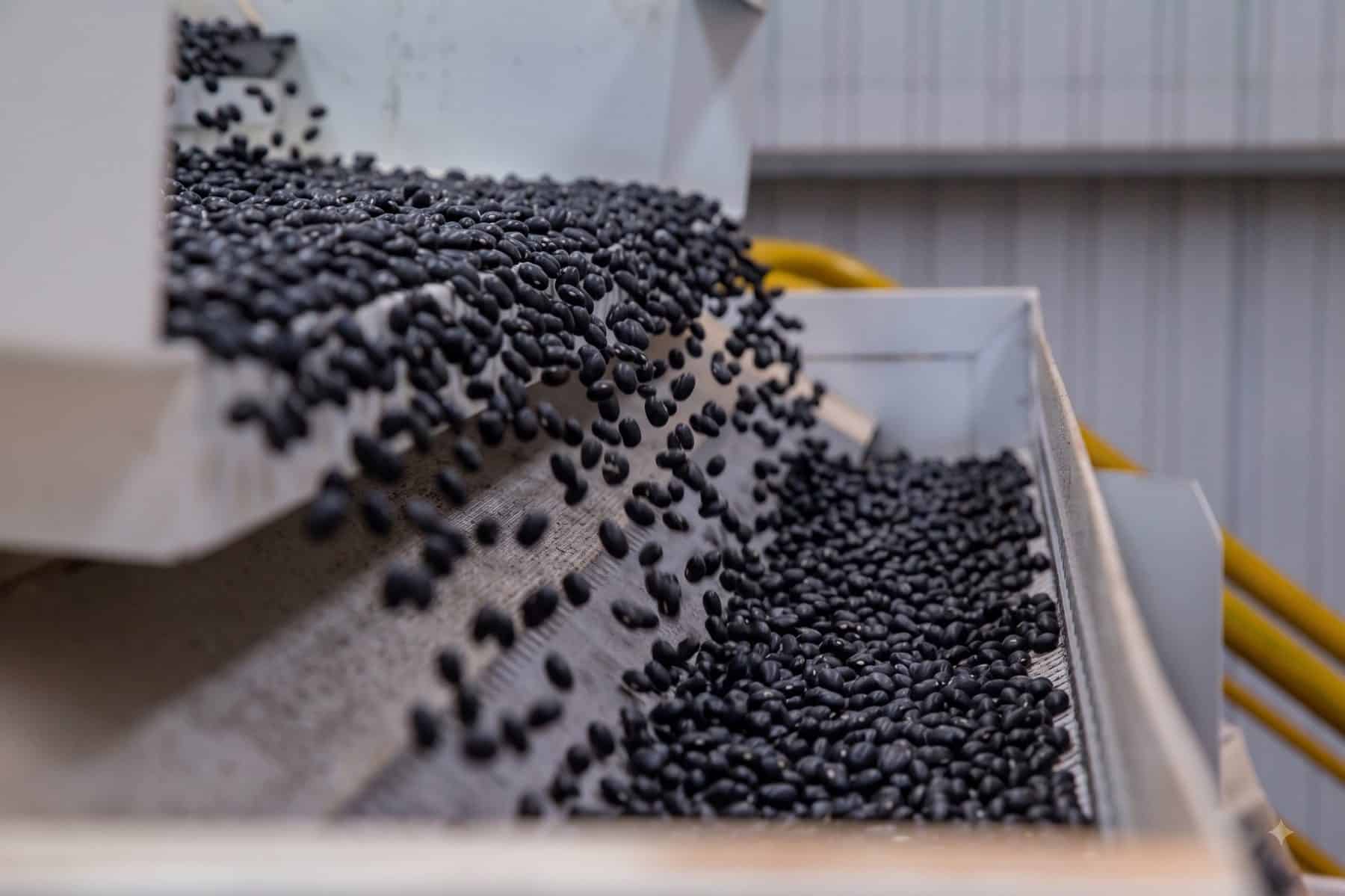 Fully cooked black beans on the Seenergy production line
