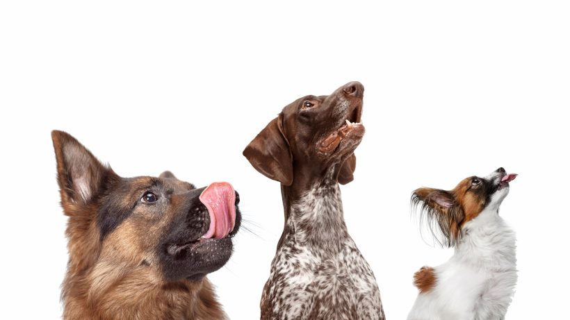 Buy IQF Ingredients for Premium Pet Food Manufacturing | Seenergy Foods