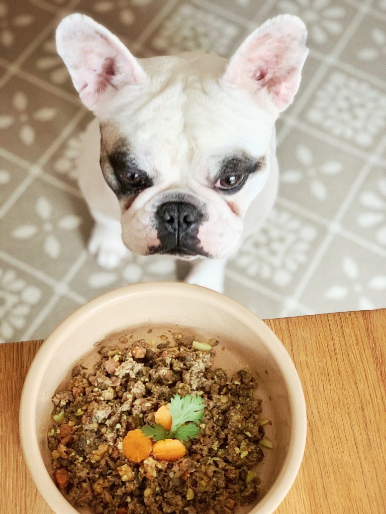 Frenchie dog staring at her lamb meal on the table